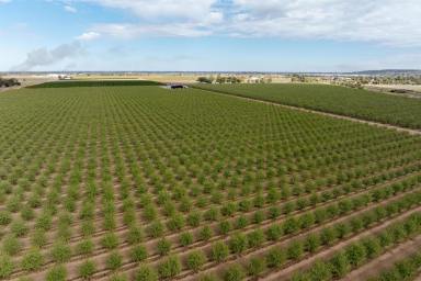 Farm For Sale - NSW - Griffith - 2680 - Turn key with further opportunities  (Image 2)