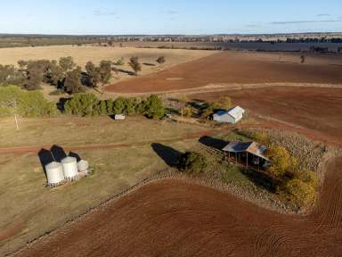 Farm For Sale - NSW - West Wyalong - 2671 - Productive Red Loam Soils Suited To Broadacre Farming  (Image 2)