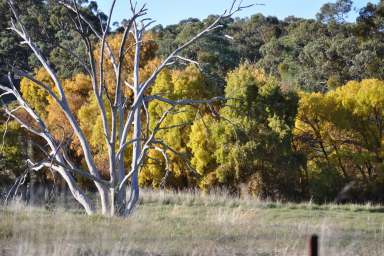 Farm Sold - SA - Bundaleer Gardens - 5491 - Tranquil Country Getaway  (Image 2)