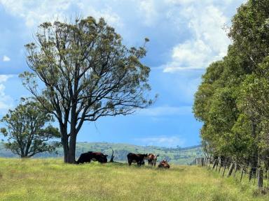 Farm For Sale - NSW - Marulan - 2579 - Marulan/ Big Hill - Grazing/ Farming/ Lifestyle Opportunity  (Image 2)
