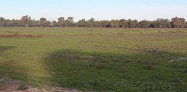 Farm For Sale - NSW - Condobolin - 2877 - “Cocos” 
Terrific Fattening Property on the banks of the Lachlan River with Irrigation!  (Image 2)