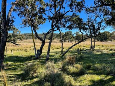 Farm For Sale - QLD - Stanthorpe - 4380 - Stanthorpe beautiful vacant land prime location  (Image 2)