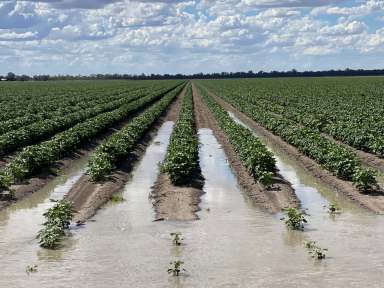 Farm Sold - QLD - Goondiwindi - 4390 - Border Rivers Water (Macintyre Zone)  (Image 2)