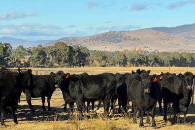 Farm Auction - NSW - Tooma - 2642 - OUTSTANDING UPPER MURRAY JEWEL  (Image 2)