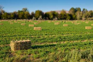 Farm Sold - NSW - Canowindra - 2804 - RIVERFRONTAGE, 328 ACRES + BUILDING ENTITLEMENT!  (Image 2)