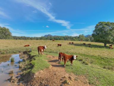 Farm For Sale - NSW - Upper Lansdowne - 2430 - Outstanding views with river frontage  (Image 2)
