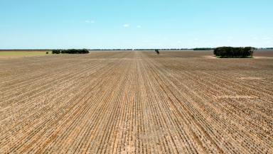 Farm For Sale - QLD - Hopeland - 4413 - FIRST TIME OFFERED SINCE 1907 TO THE MARKET - QUALITY FARMING COUNTRY - FEEDLOT - PIGGERY - BACKGROUNDING.  (Image 2)