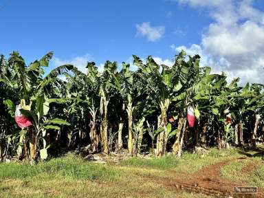 Farm For Sale - QLD - Bamboo Creek - 4860 - BANANA FARM ON 4 TITLES  (Image 2)