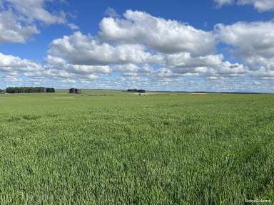 Farm For Sale - WA - Jerramungup - 6337 - Reliable Gairdner  (Image 2)