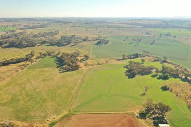 Farm For Sale - NSW - Young - 2594 - All The Work is Done - Just Build The Dream  (Image 2)