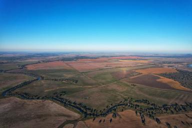 Farm For Sale - NSW - Condobolin - 2877 - Broad Acre Mixed Farming - Lachlan Valley  (Image 2)