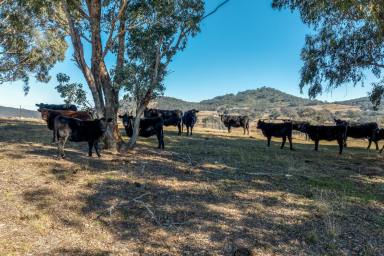 Farm For Sale - NSW - Peelwood - 2583 - "SMITHLEE FARM RETREAT"  (Image 2)