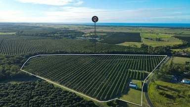 Farm For Sale - QLD - Welcome Creek - 4670 - Coastal Macadamia Orchard: Prime Living and Investment Opportunity!  (Image 2)