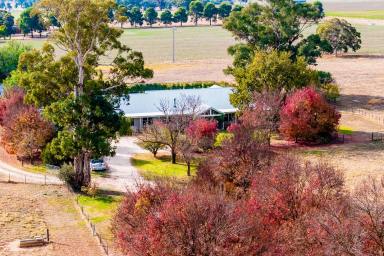 Farm For Sale - NSW - Eunanoreenya - 2650 - Rural Living with City Comforts  (Image 2)