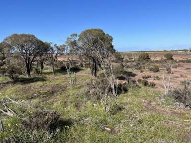 Farm Sold - WA - Dumbleyung - 6350 - Unique Conservation Opportunity on the Coblinine River  (Image 2)