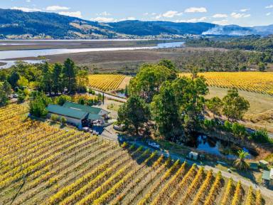 Farm For Sale - TAS - Cygnet - 7109 - Premier Vineyard/Winery/Reception Centre/Modern Bottling Facility.  (Image 2)