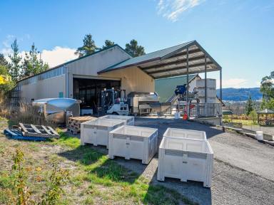 Farm For Sale - TAS - Cygnet - 7109 - Premier Vineyard/Winery/Reception Centre/Modern Bottling Facility.  (Image 2)