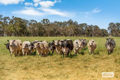 Farm For Sale - VIC - Goornong - 3557 - Incredibly Versatile Farm in Prime Location, 81.12 Acres / 32.83 Hectares  (Image 2)