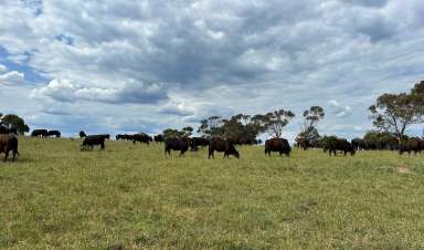 Farm For Sale - NSW - Tallong - 2579 - Build The Dream Country Retreat  (Image 2)