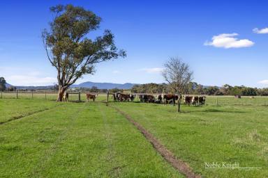 Farm For Sale - VIC - Yarra Glen - 3775 - PRIZED FARM ON THE EDGE OF TOWN
40.22 Hectares ~ 99.38 Acres Approx  (Image 2)
