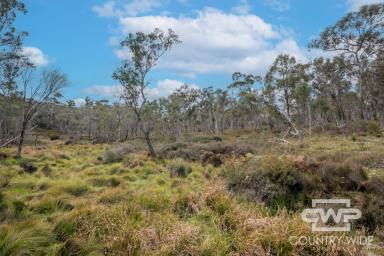 Farm For Sale - NSW - Mount Mitchell - 2365 - Stunning 10ha Rural Building Block  (Image 2)