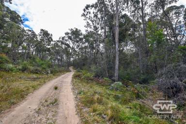 Farm For Sale - NSW - Mount Mitchell - 2365 - Secluded 9.24ha Rural Building Block  (Image 2)