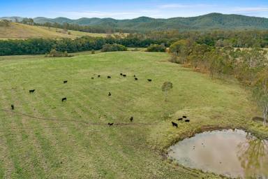 Farm For Sale - NSW - Bulahdelah - 2423 - Prime Grazing Property in the Stunning Markwell Valley  (Image 2)