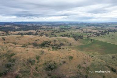 Farm For Sale - NSW - Inverell - 2360 - PRIME FARMING OPPORTUNITY  (Image 2)