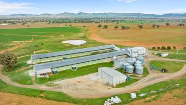 Farm Expressions of Interest - NSW -  Bective - 2340 - Renowned North West NSW Commercial Egg Layer Farm  (Image 2)