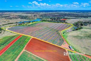 Farm For Sale - QLD - South Kolan - 4670 - PRIME FARM LAND IN SOUTH KOLAN  (Image 2)