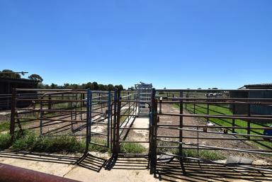 Farm For Sale - VIC - Stanhope - 3623 - Dairy Farm With Excellent Soils  (Image 2)