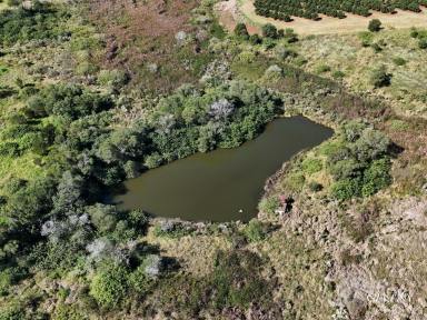 Farm For Sale - QLD - North Isis - 4660 - 36.25 Hectares Of Deep Red Soil  (Image 2)