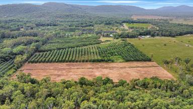 Farm For Sale - QLD - Mount Surround - 4809 - Great Lifestyle with an Orchid Variety  (Image 2)