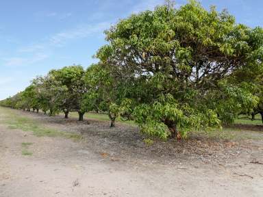 Farm For Sale - QLD - Horseshoe Lagoon - 4809 - 5 Acres of Mangoes with Solar Pump  (Image 2)