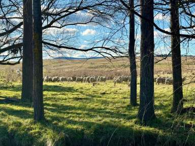 Farm Sold - NSW - Goulburn - 2580 - "KELLANA PINES" GOULBURN - 268 ACRES - 108 HECTARES.  (Image 2)