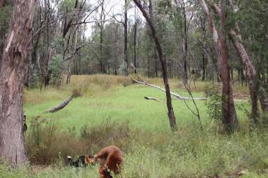 Farm For Sale - QLD - Boondandilla - 4406 - Cheap Breeder Country - Close To Markets  (Image 2)