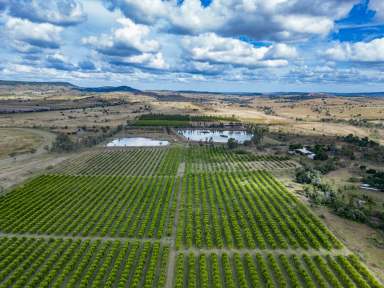 Farm For Sale - QLD - Gayndah - 4625 - Gayndah Citrus Portfolio - Receivers & Managers' Sale  (Image 2)