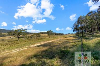 Farm For Sale - VIC - Beechworth - 3747 - Woolsheds Golden Hills  (Image 2)