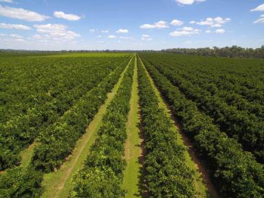 Farm For Sale - NSW - Forbes - 2871 - Horticultural Opportunity  (Image 2)