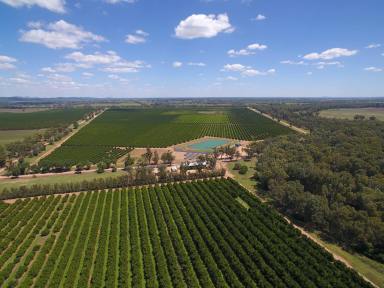 Farm For Sale - NSW - Forbes - 2871 - Horticultural Opportunity  (Image 2)