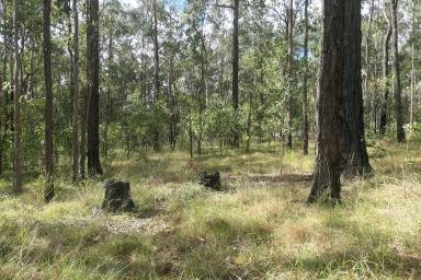 Farm For Sale - NSW - Drake - 2469 - DEEP IN THE FOREST  (Image 2)