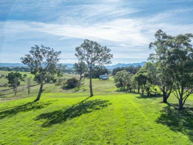 Farm For Sale - NSW - Candelo - 2550 - EXCEPTIONAL GRAZING  (Image 2)