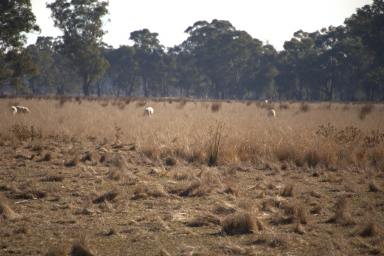 Farm For Sale - VIC - Bowser - 3678 - 155 acre rural block just minutes from Wangaratta  (Image 2)