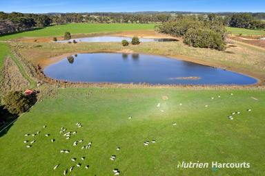 Farm Tender - VIC - Timboon - 3268 - 110 Acres with Curdies River Frontage  (Image 2)