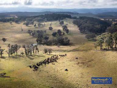 Farm For Sale - NSW - Wongwibinda - 2350 - Currently operated as a backgrounding operation, “Forest Lodge” would be equally suitable to run breeders.  (Image 2)