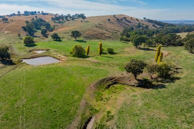 Farm Sold - NSW - Ladysmith - 2652 - Prized Mixed Farming & Grazing  (Image 2)