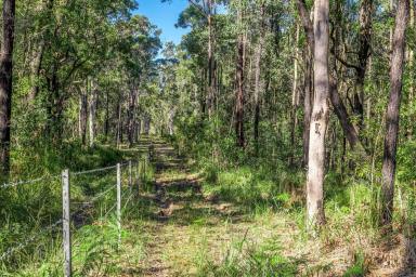 Farm Auction - NSW - New Italy - 2472 - Discover Your Dream Bush Retreat  (Image 2)