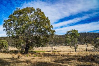 Farm For Sale - TAS - Deddington - 7212 - "Marathon Run"  (Image 2)