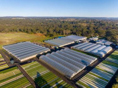 Farm For Sale - NSW - Pheasants Nest - 2574 - Pheasants Nest Greenhouse  (Image 2)