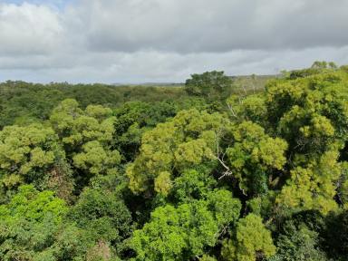 Farm For Sale - QLD - Cooktown - 4895 - Pristine Freehold Rainforest - Harvest or Conserve  (Image 2)